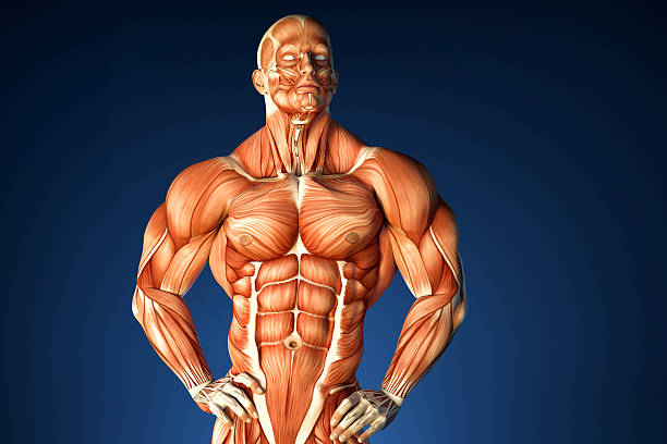 How Much Protein Is Best For Muscle Growth? – Protein