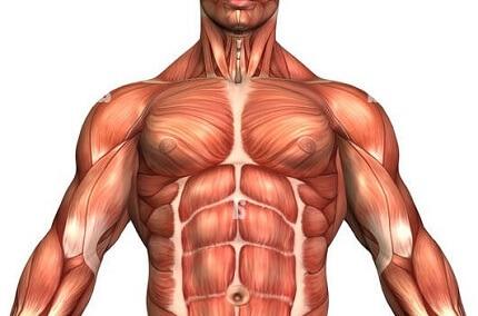 shoulder-muscles-anatomy Muscle anatomy, protein allocation to muscle and muscle growth
